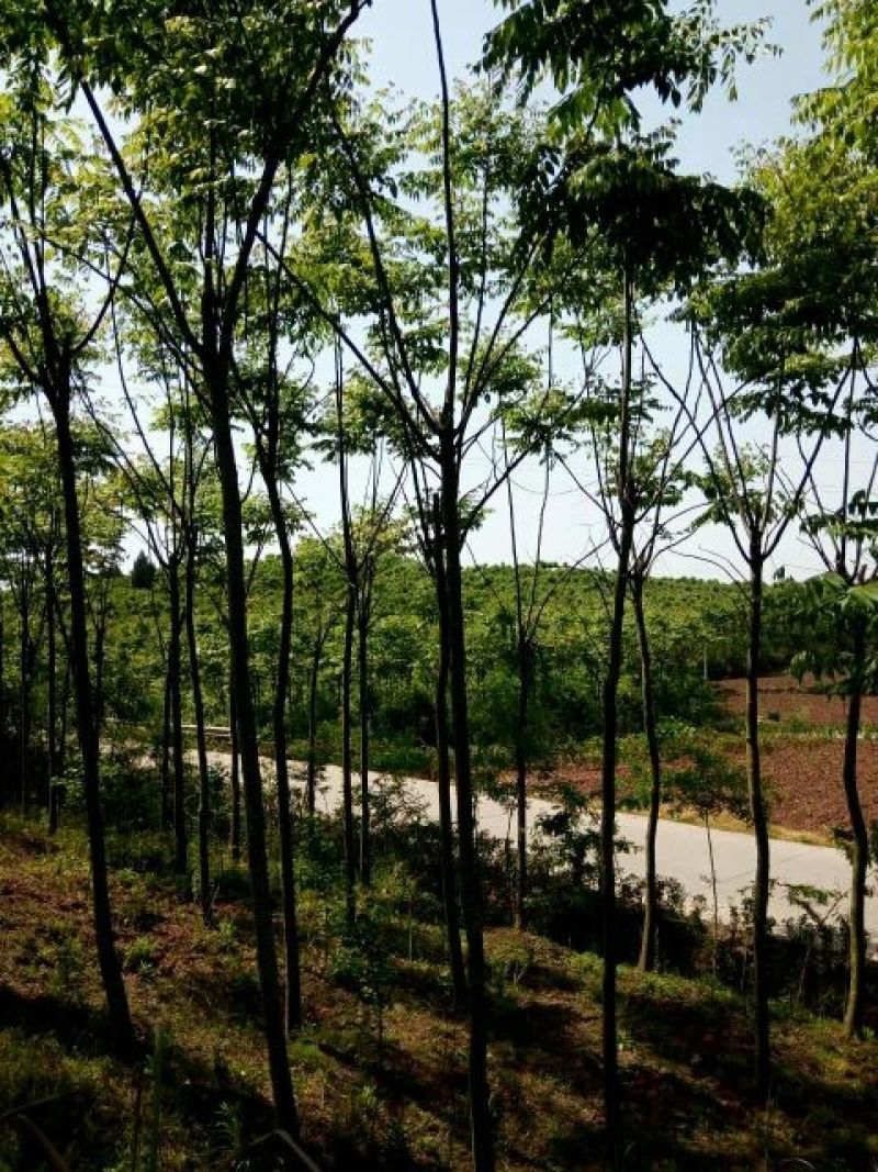 黄山栾树10~12cm8~10cm2.5~3米
