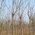 黄山栾树10~12cm8~10cm2.5~3米