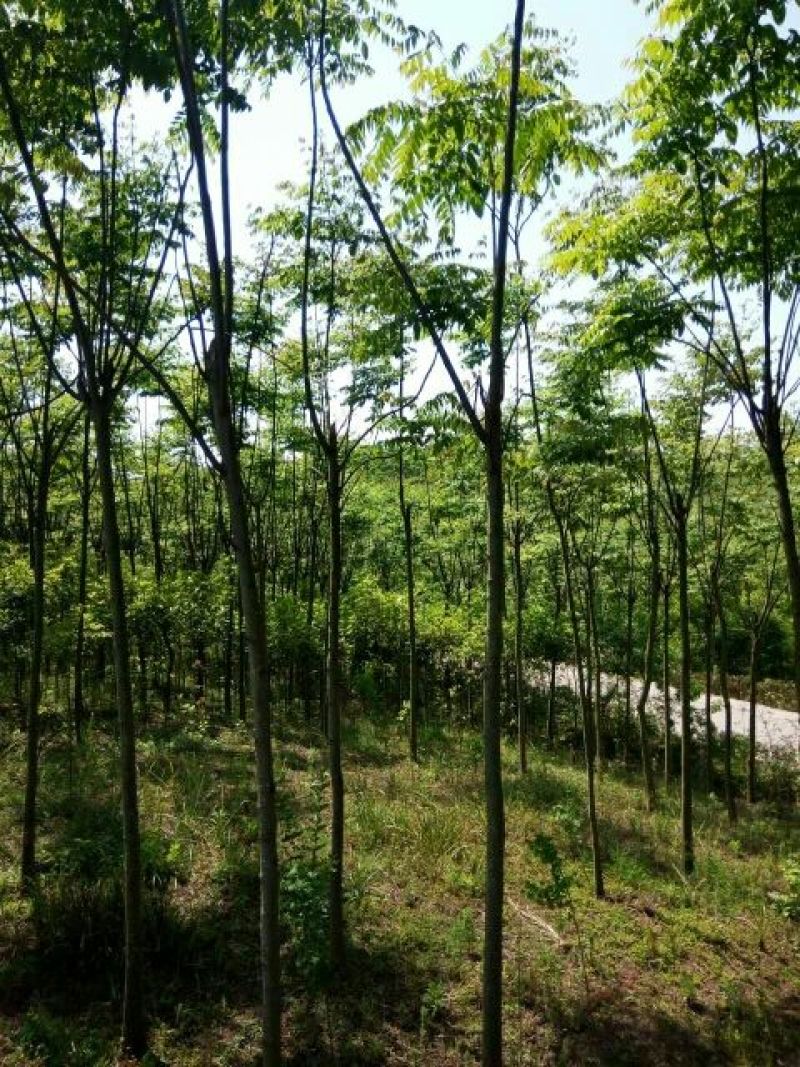 黄山栾树10~12cm8~10cm2.5~3米