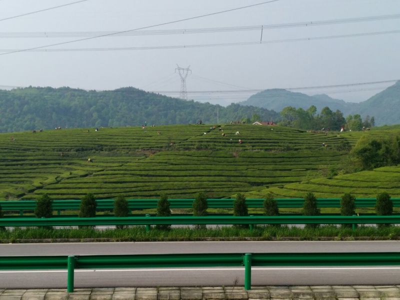 五峰绿茶二级