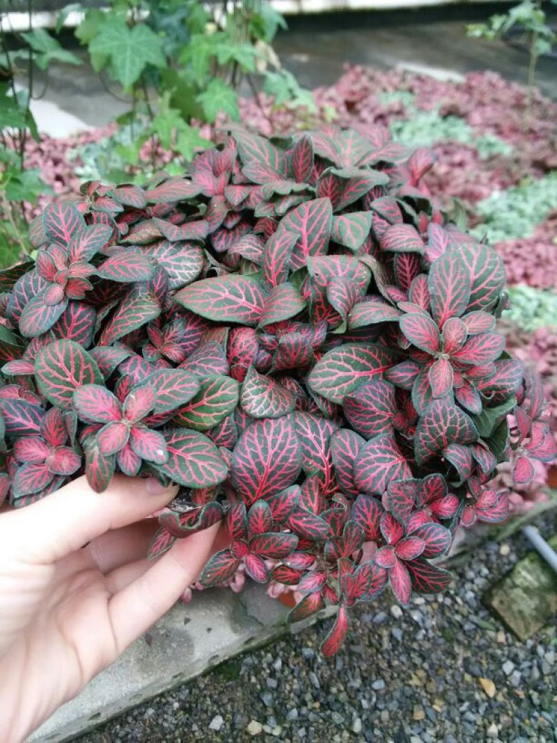 吊兰30cm以下