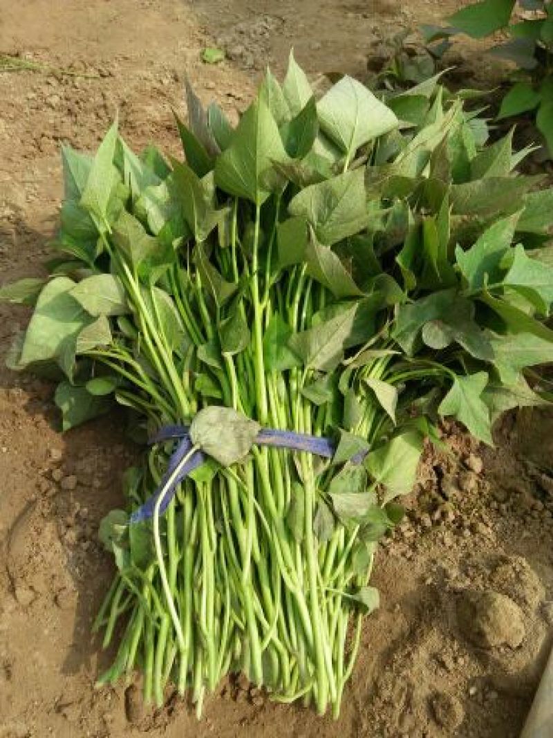 红薯苗15~25cm
