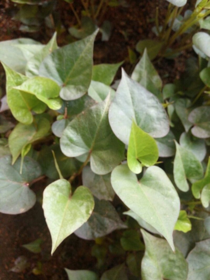 红薯苗15~25cm
