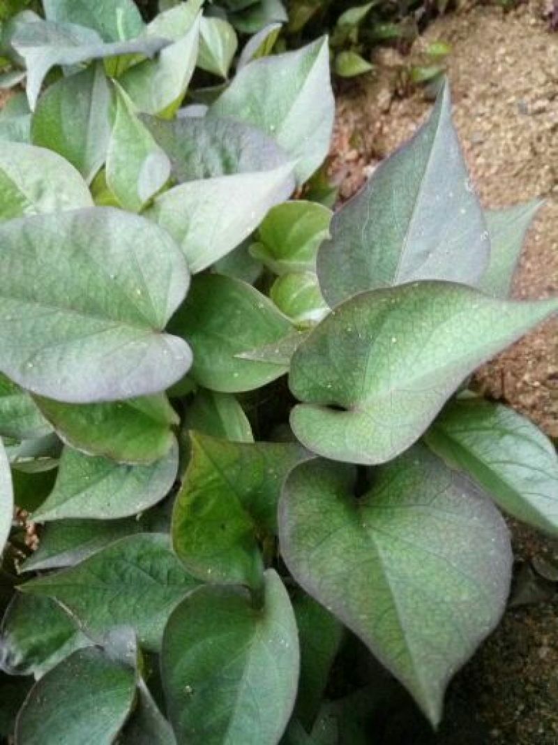 红薯苗15~25cm