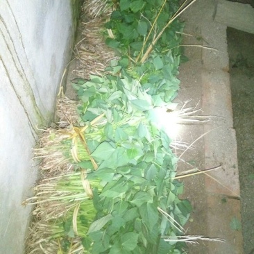 红薯苗15~25cm