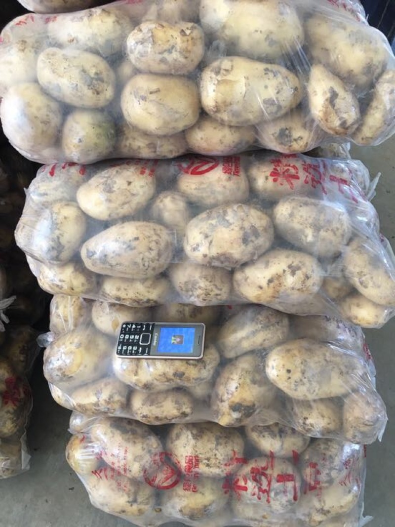 冀张薯12号3两以上精品欢迎新老客户前来选购
