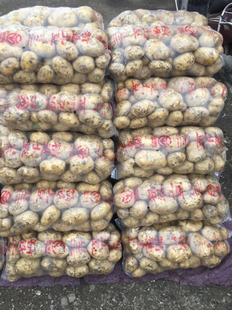 冀张薯12号3两以上精品欢迎新老客户前来选购