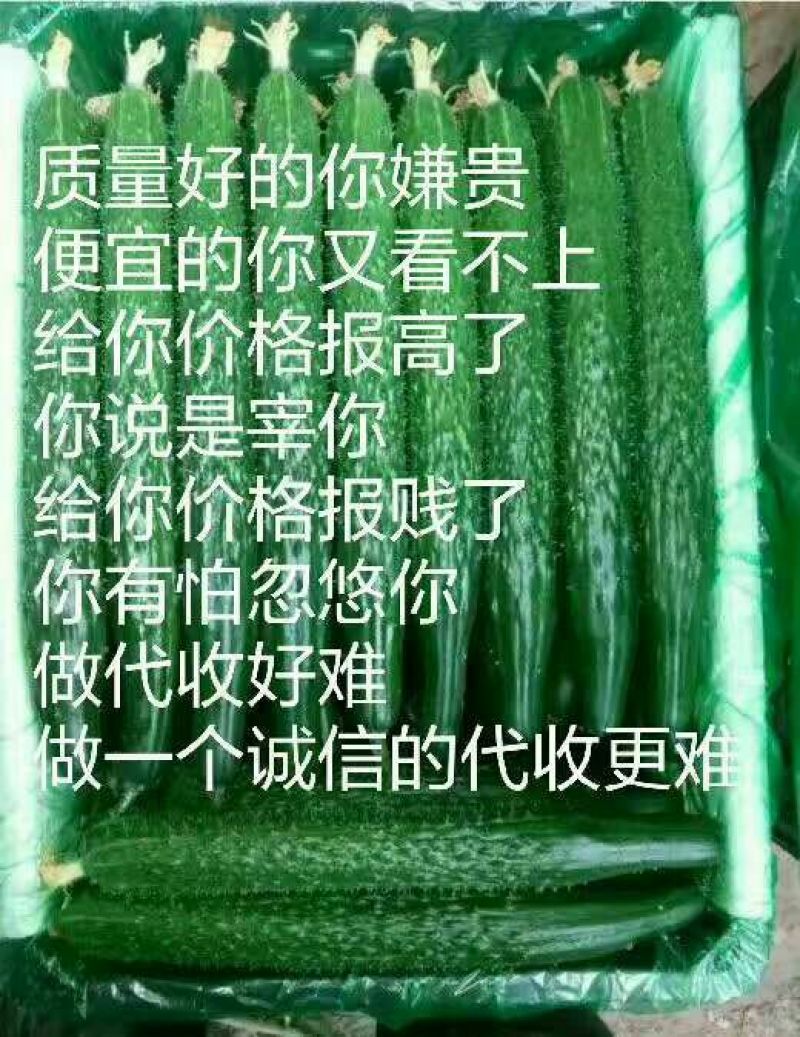 黄瓜25公分以上干花带刺质量好，货源充足！