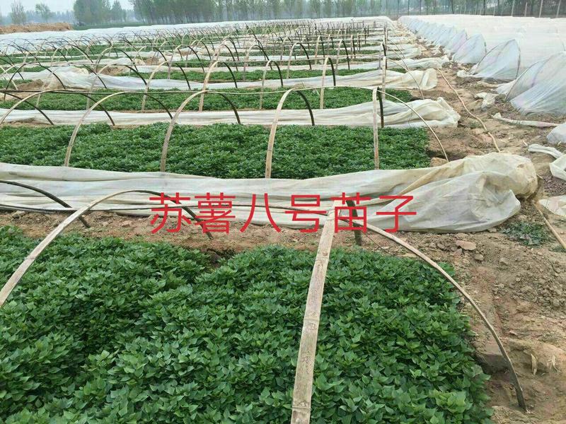 红薯苗25~35cm