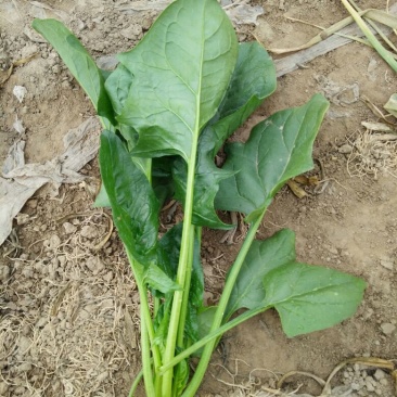 大叶菠菜20~25厘米