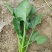 大叶菠菜20~25厘米