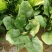 大叶菠菜20~25厘米