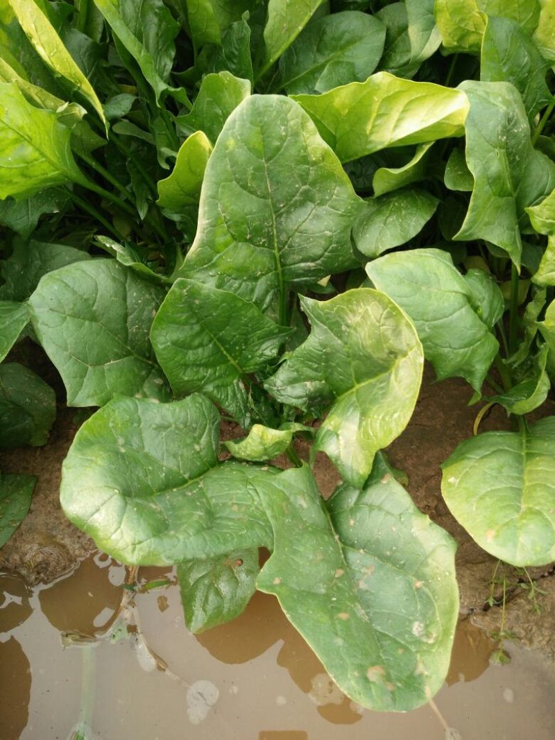 大叶菠菜20~25厘米