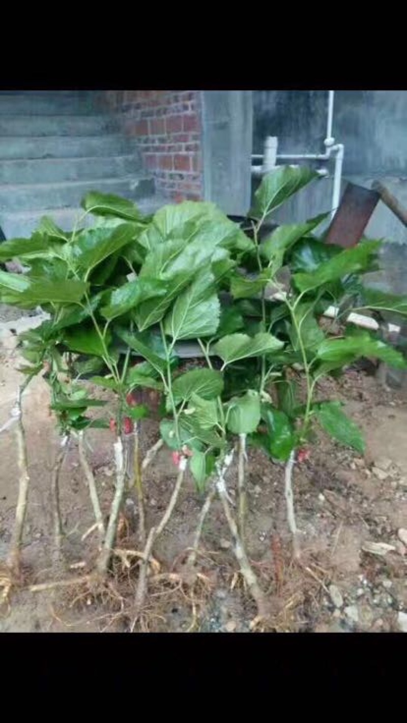 长果桑树苗