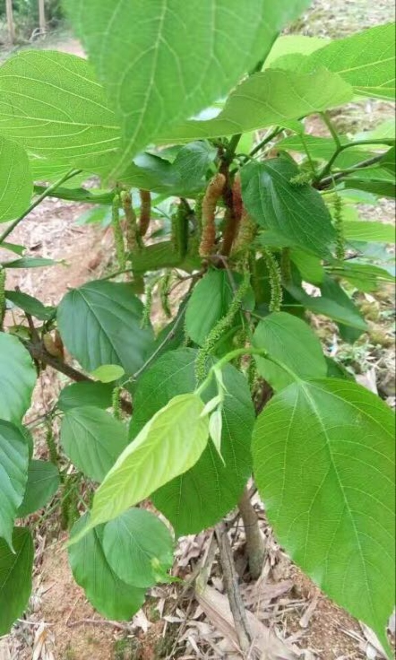 长果桑树苗