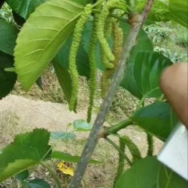 长果桑树苗