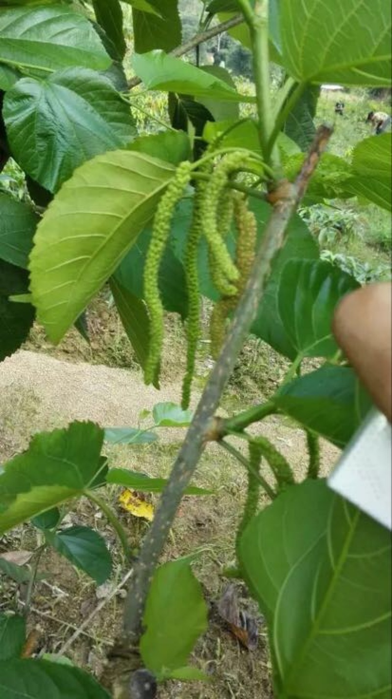 长果桑树苗