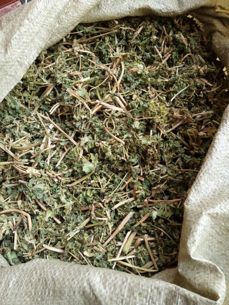 泽漆河南野生支持线上保障交易可视频看货