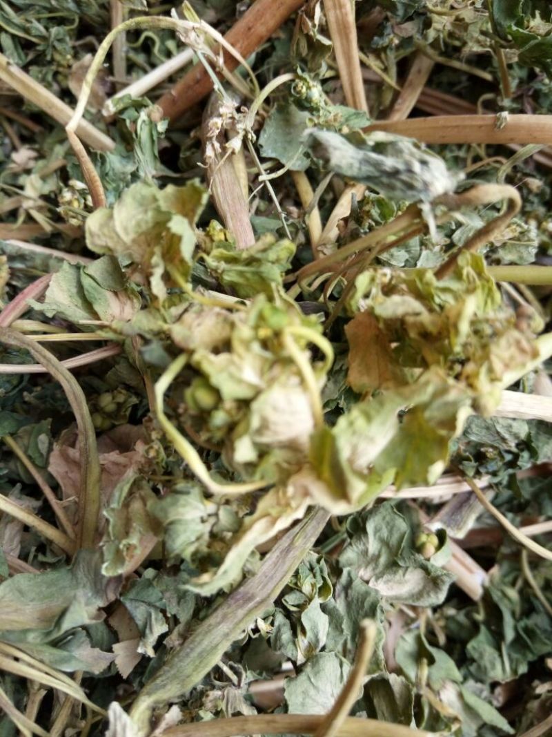 泽漆河南野生支持线上保障交易可视频看货