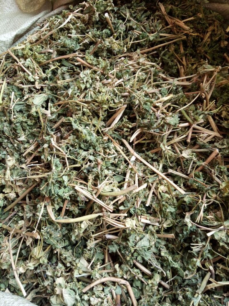 泽漆河南野生支持线上保障交易可视频看货