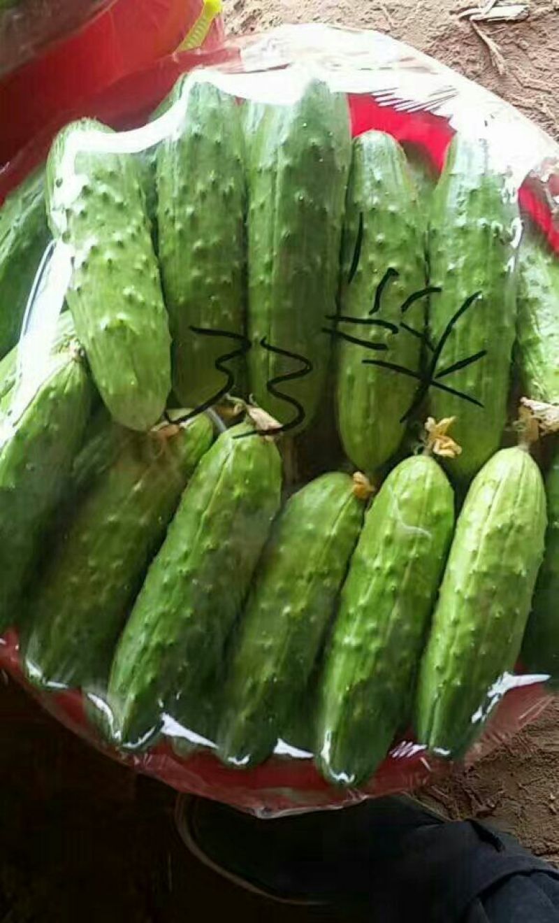 旱黄瓜18公分以下鲜花带刺，大量有货，对接全国市场电