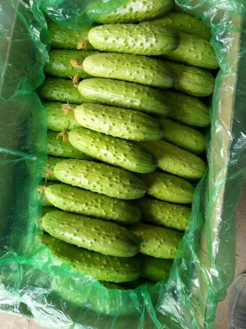 旱黄瓜18公分以下鲜花带刺，大量有货，对接全国市场电