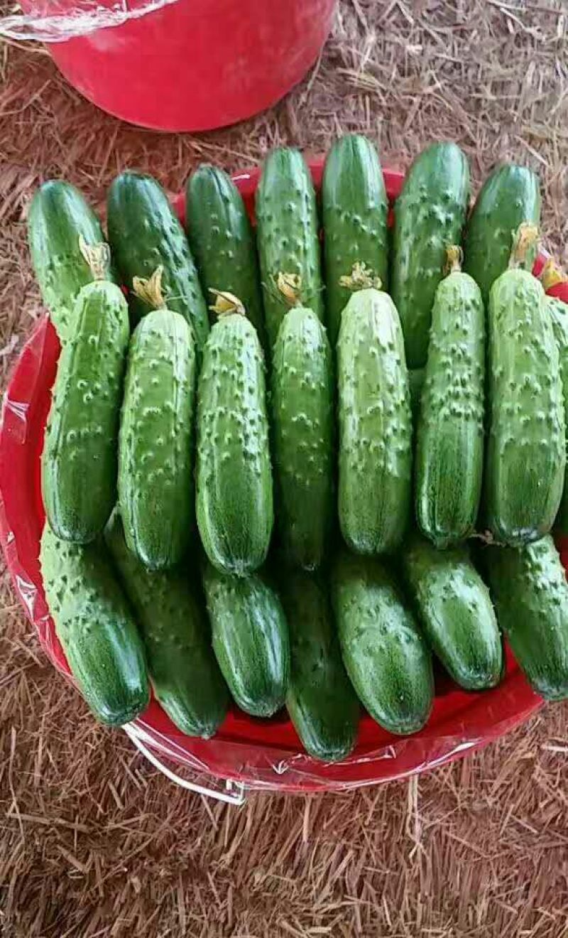 旱黄瓜18公分以下鲜花带刺，大量有货，对接全国市场电