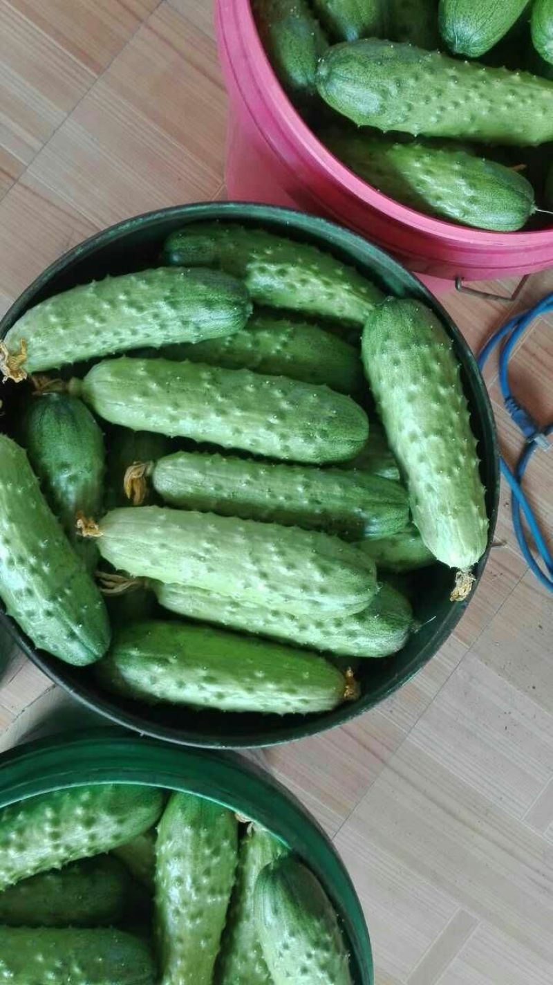 旱黄瓜18公分以下鲜花带刺，大量有货，对接全国市场电