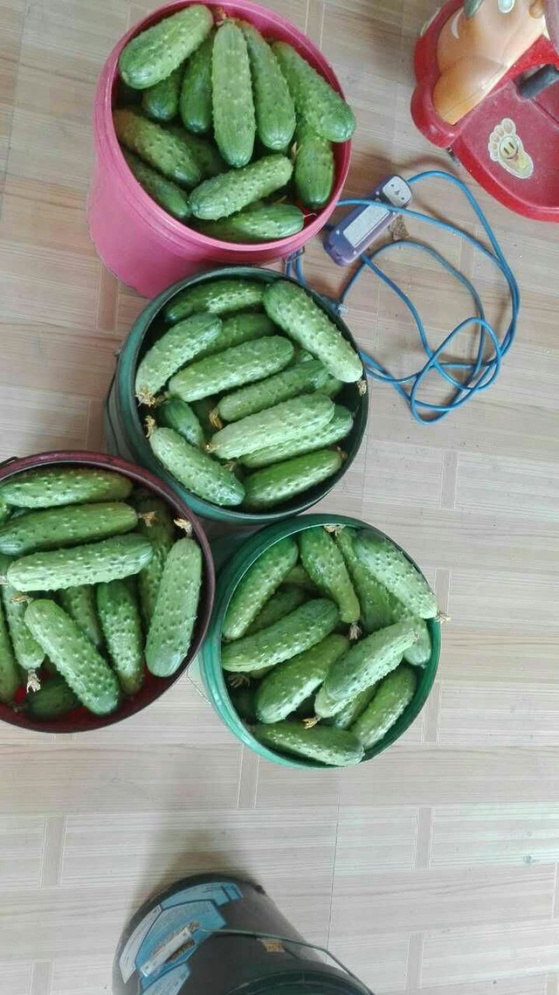旱黄瓜18公分以下鲜花带刺，大量有货，对接全国市场电