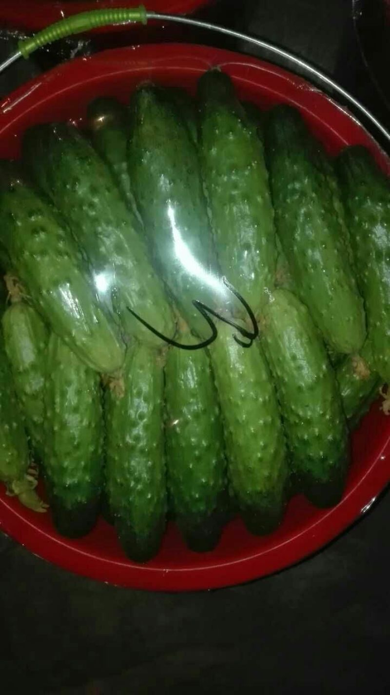 旱黄瓜18公分以下鲜花带刺，大量有货，对接全国市场电
