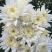 白菊花80~100cm