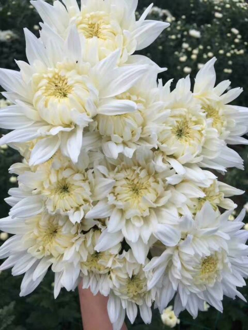 白菊花80~100cm