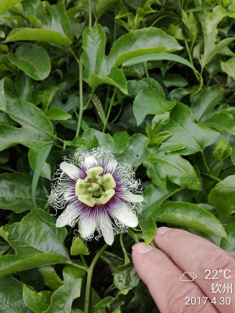黄金百香苗紫香一号台农芭乐味蜂蜜味百香果苗