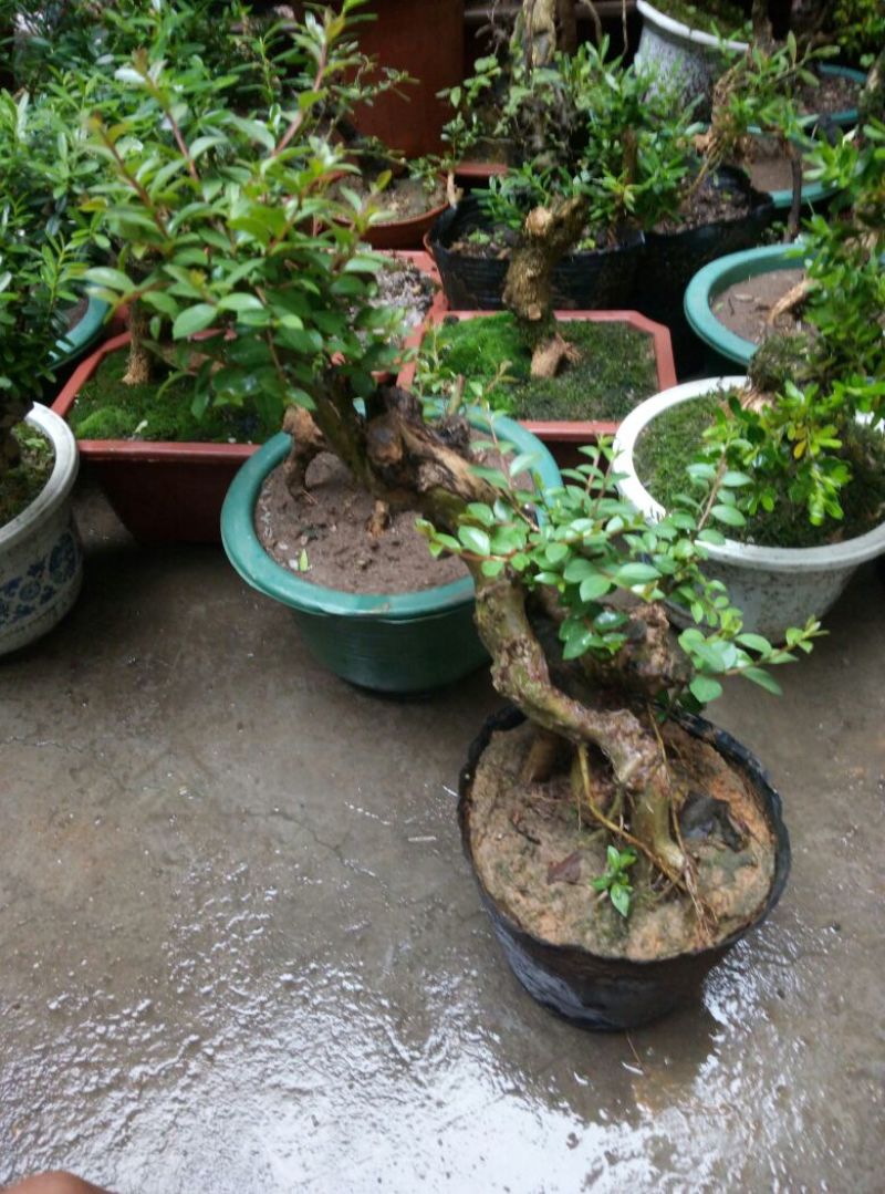 红花紫薇2~4cm0.5~1米1米以下