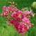 红花紫薇2~4cm0.5~1米1米以下