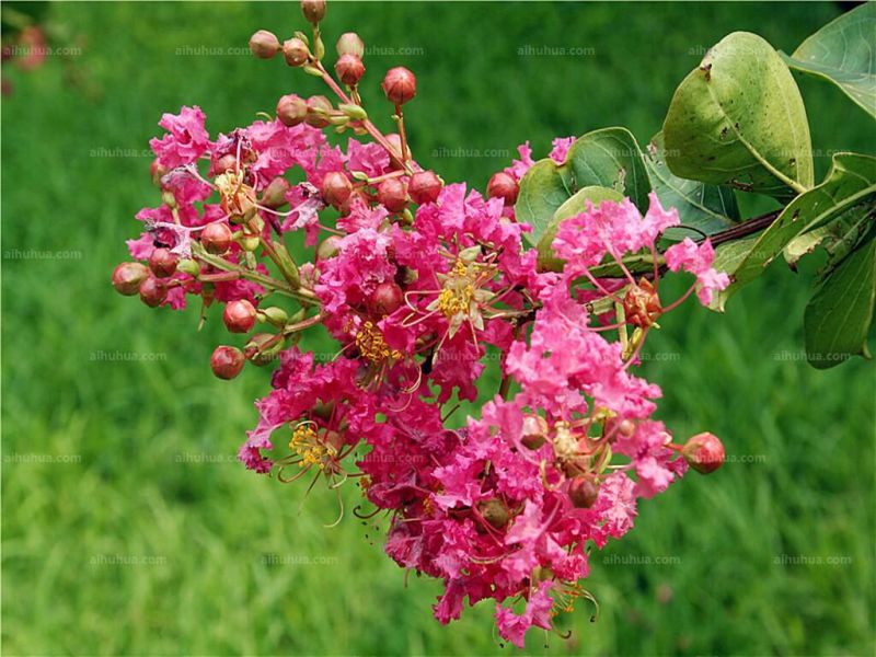红花紫薇2~4cm0.5~1米1米以下
