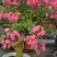 红花紫薇2~4cm0.5~1米1米以下