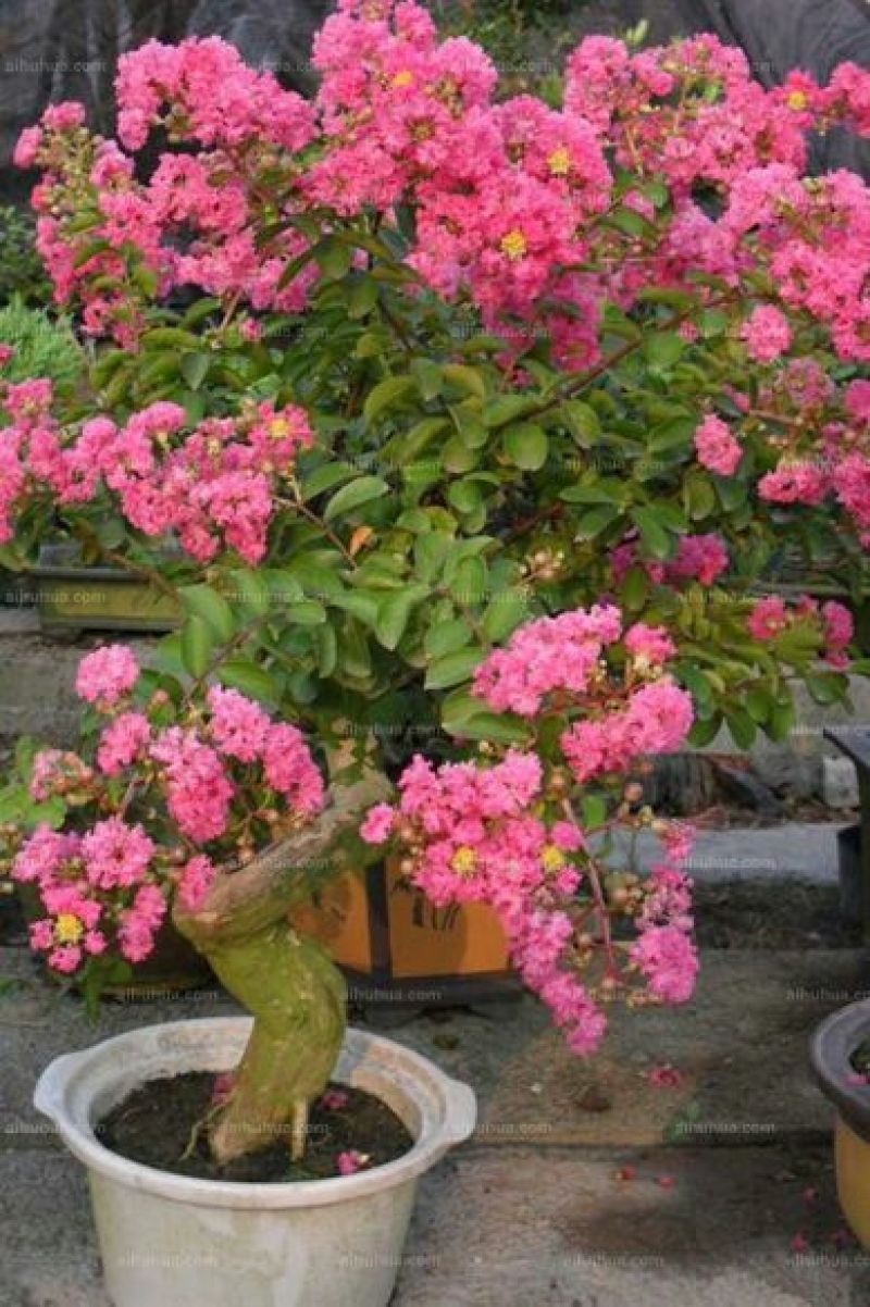 红花紫薇2~4cm0.5~1米1米以下