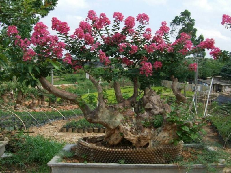 红花紫薇2~4cm0.5~1米1米以下
