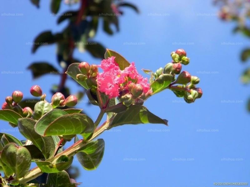 红花紫薇2~4cm0.5~1米1米以下