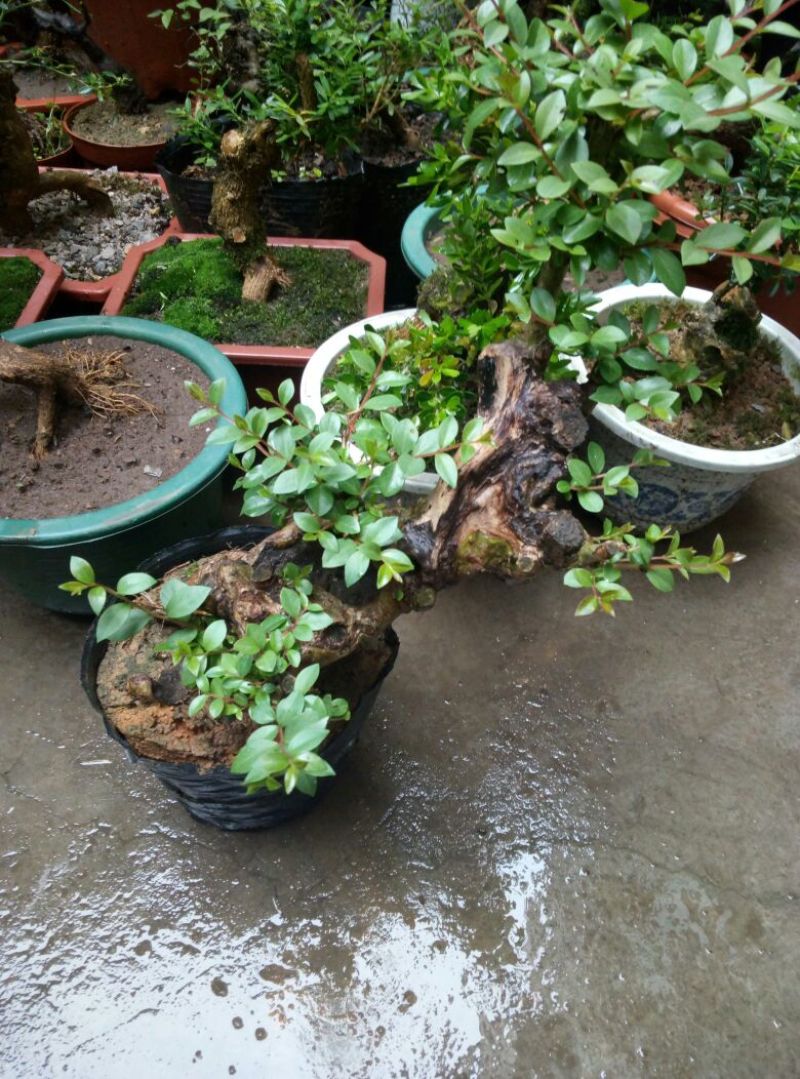 红花紫薇2~4cm0.5~1米1米以下