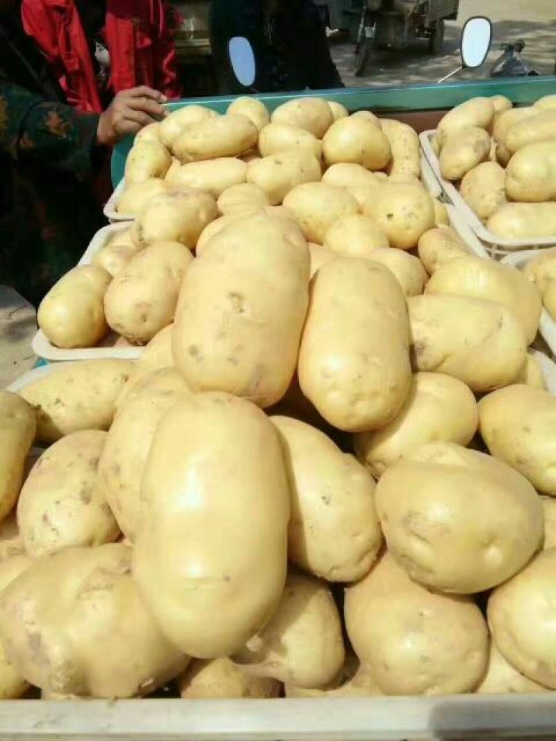 实验一土豆，黄心黑土地。精品土豆，现货速发保质保量