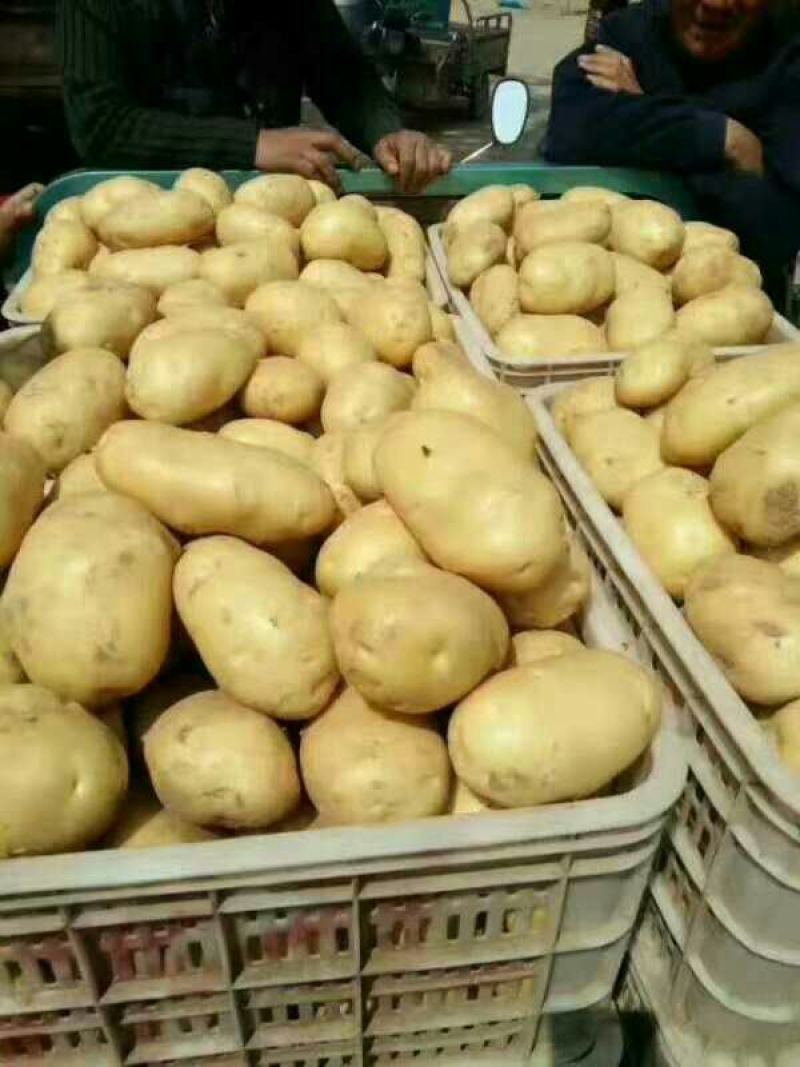实验一土豆，黄心黑土地。精品土豆，现货速发保质保量