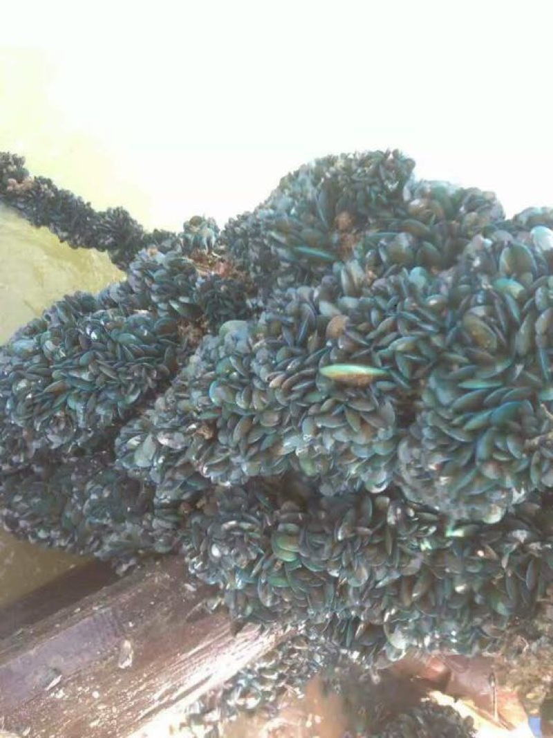 青口，青口螺，贻贝，新西兰翡翠贻贝，蓝口贝，