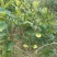 三红蜜柚苗0.8~1cm0.5~0.8m