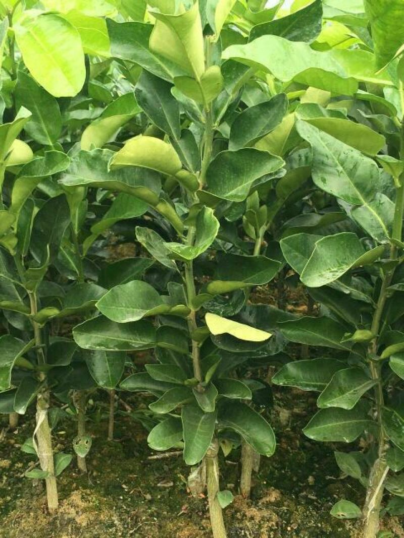 三红蜜柚苗0.8~1cm0.5~0.8m