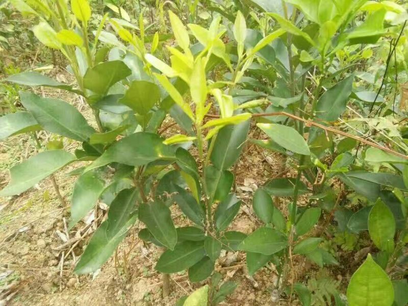 三红蜜柚苗0.8~1cm0.5~0.8m