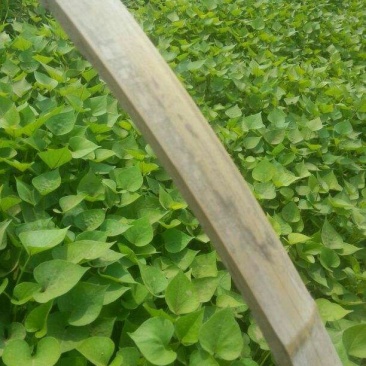 红薯苗15~25cm
