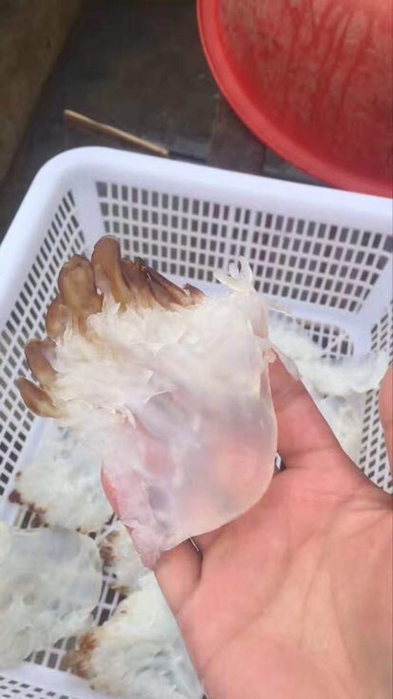 海蜇