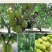 菠萝蜜10~15公斤